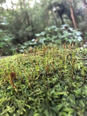 Atrichum undulatum