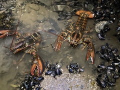 Homarus americanus