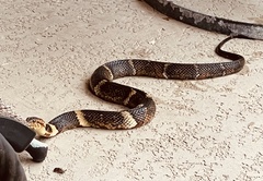 Nerodia fasciata
