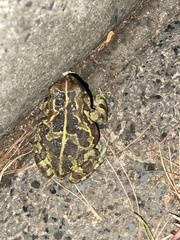 Sclerophrys pantherina
