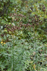 Achillea impatiens
