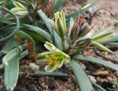 Albuca