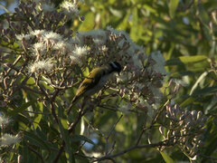 Melithreptus albogularis
