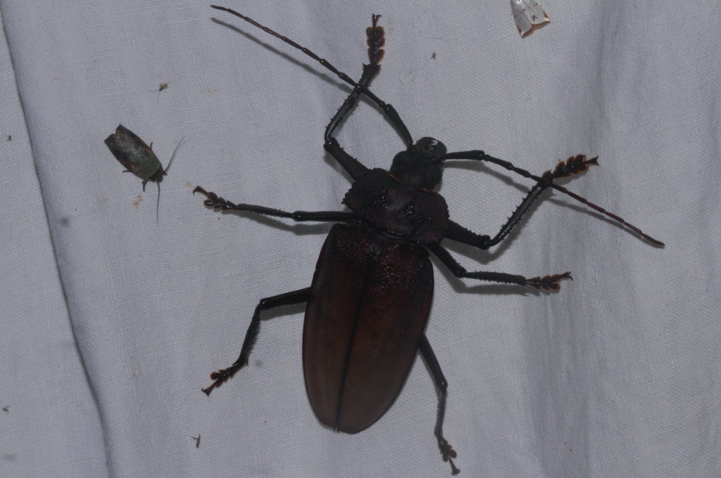 Ialyssus tuberculatus