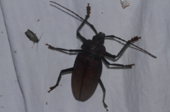 Ialyssus tuberculatus