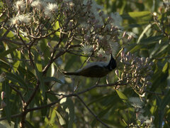 Melithreptus albogularis