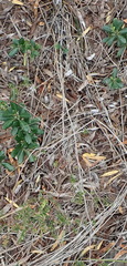 Phylica parviflora