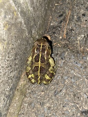 Sclerophrys pantherina