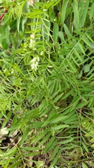 Vicia megalotropis