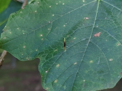 Vasates aceriscrumena