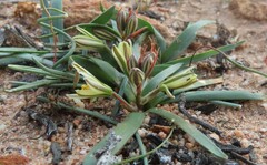 Albuca