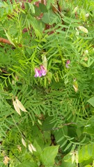 Vicia megalotropis