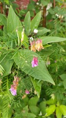 Vicia megalotropis