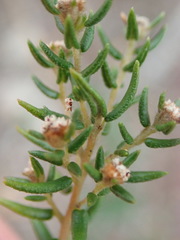Phylica parviflora