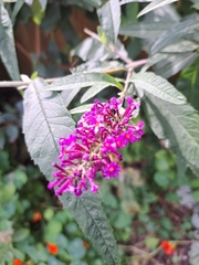 Buddleja davidii