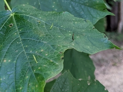 Vasates aceriscrumena