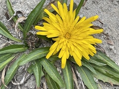 Hypochaeris sessiliflora