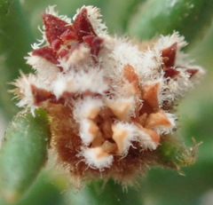 Phylica parviflora