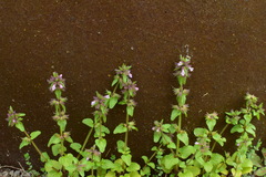 Clinopodium chinense