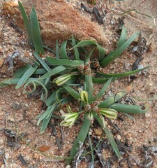 Albuca