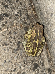 Sclerophrys pantherina