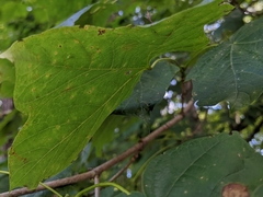 Vasates aceriscrumena