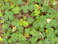Oxalis acetosella