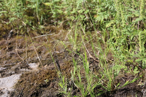 Image of Panicum philadelphicum by (c) Henry "Nick" Robertson, some rights reserved (CC BY-SA)