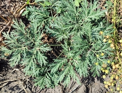 Artemisia sieversiana