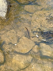 Regina septemvittata