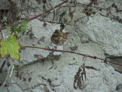 Emberiza rustica