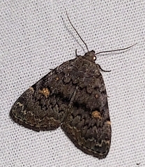 Idia aemula