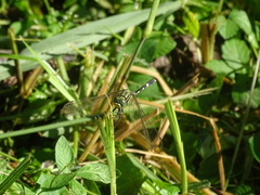 Orthetrum sabina