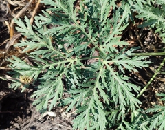 Artemisia sieversiana