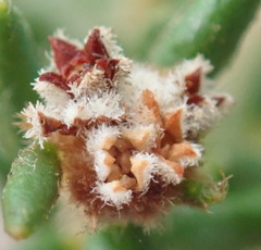 Phylica parviflora