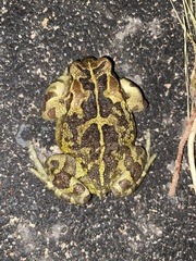 Sclerophrys pantherina