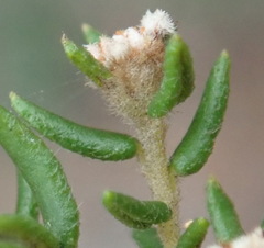 Phylica parviflora