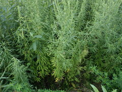 Artemisia umbrosa