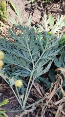 Artemisia sieversiana