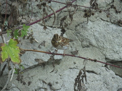 Emberiza rustica