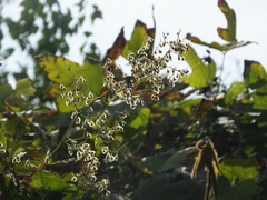 Reynoutria multiflora