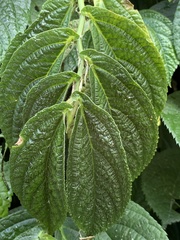 Elatostema platyphyllum