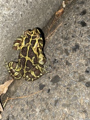 Sclerophrys pantherina