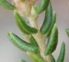Phylica parviflora