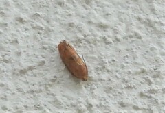 Cydia latiferreana
