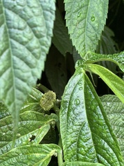 Elatostema platyphyllum