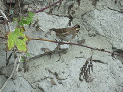 Emberiza rustica