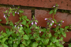 Clinopodium chinense