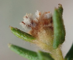 Phylica parviflora