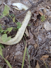 Crotalus oreganus helleri
